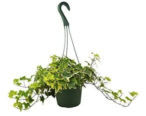 English Ivy Gold Child - Image #5