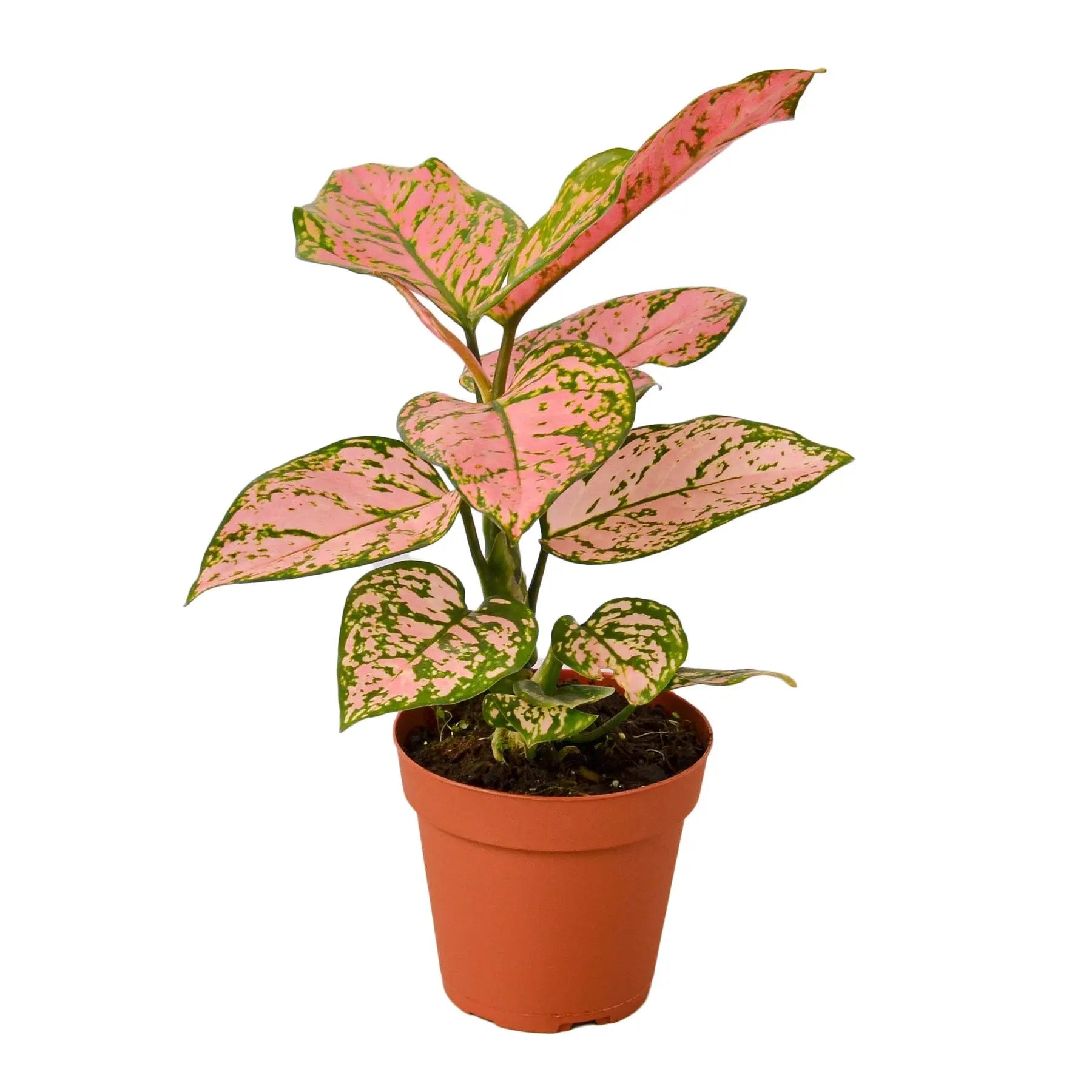 Chinese Evergreen 'Lady Valentine' - Image #1