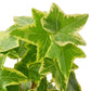 English Ivy Gold Child - Image #4