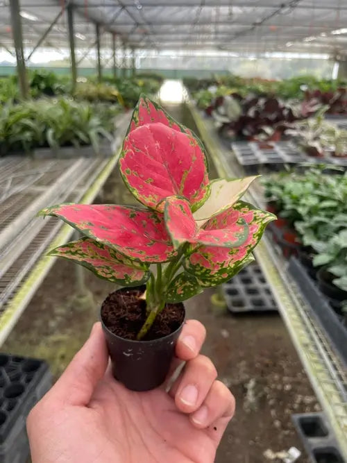 Chinese Evergreen 'Lady Valentine' - Image #5