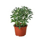 Schefflera Moonlight 'Umbrella Plant' - Image #5