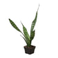 Snake Plant 'Zeylanica' - Image #2