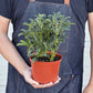 Schefflera Moonlight 'Umbrella Plant' - Image #3