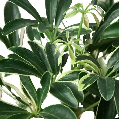 Schefflera Moonlight 'Umbrella Plant' - Image #2