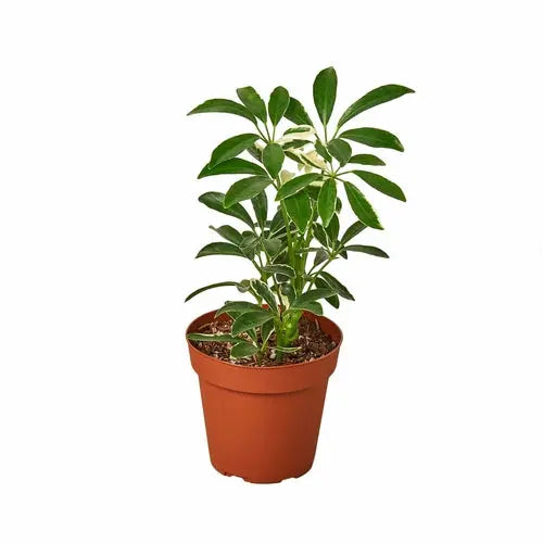 Schefflera Moonlight 'Umbrella Plant' - Image #4