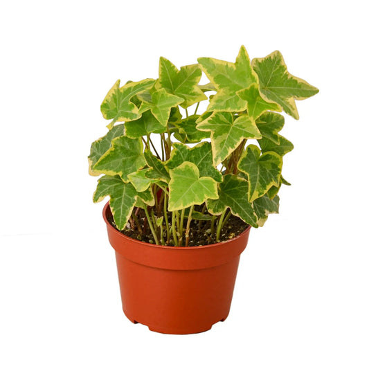 English Ivy Gold Child - Image #1