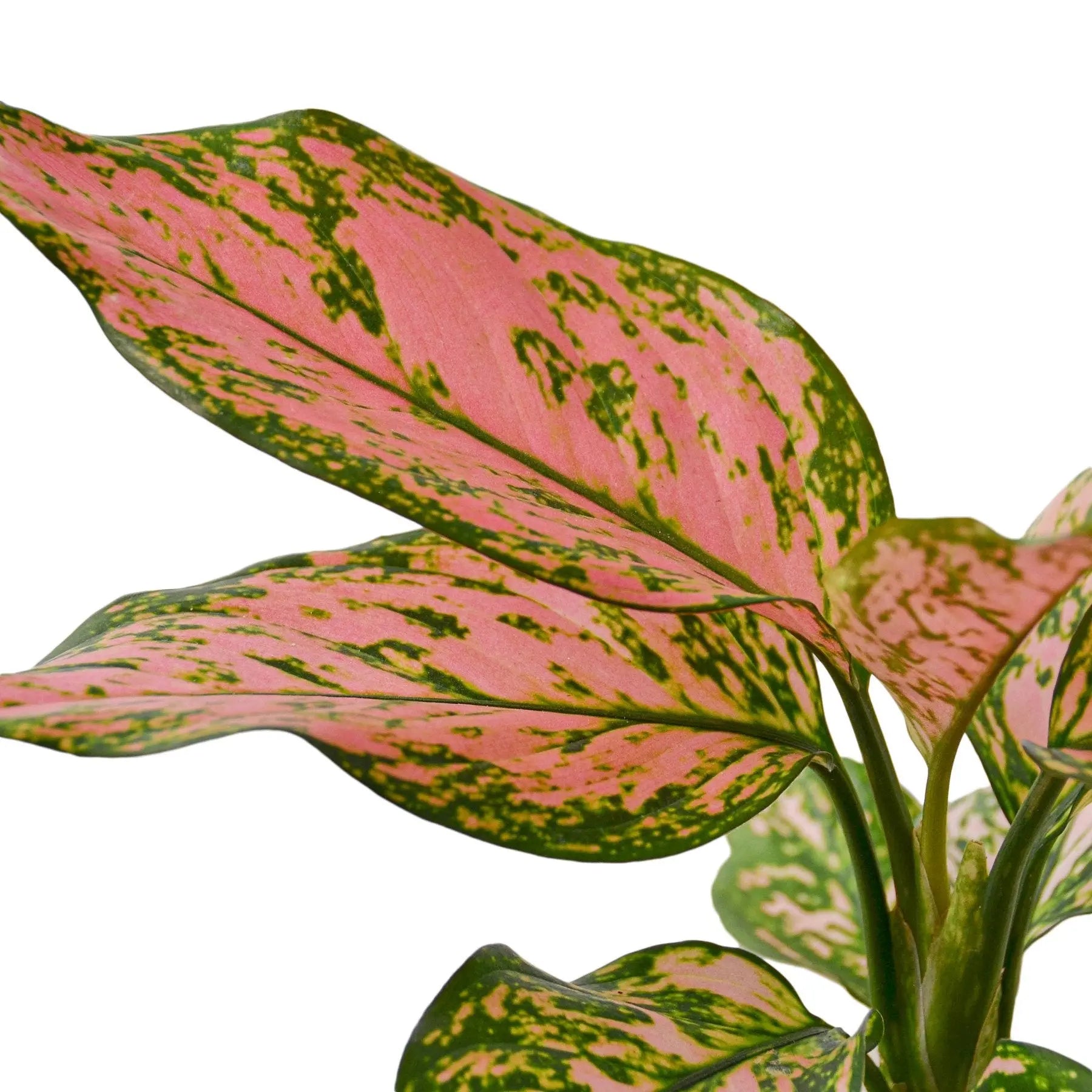 Chinese Evergreen 'Lady Valentine' - Image #2