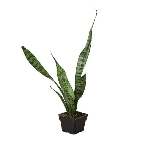 Snake Plant 'Zeylanica' - Image #6