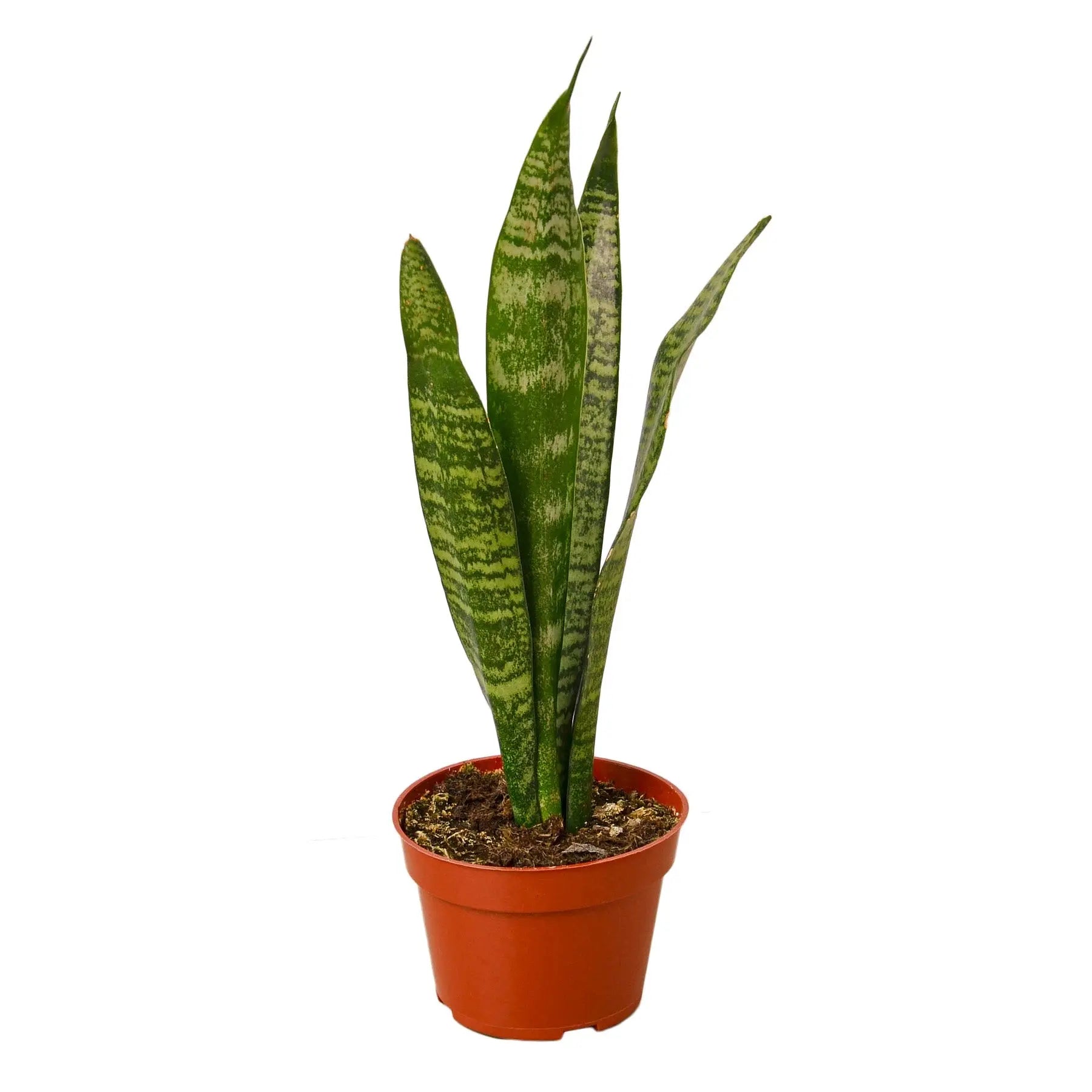 Snake Plant 'Zeylanica' - Image #1