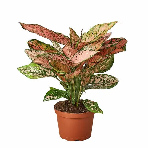 Chinese Evergreen 'Lady Valentine' - Image #7