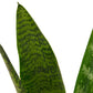 Snake Plant 'Zeylanica' - Image #3