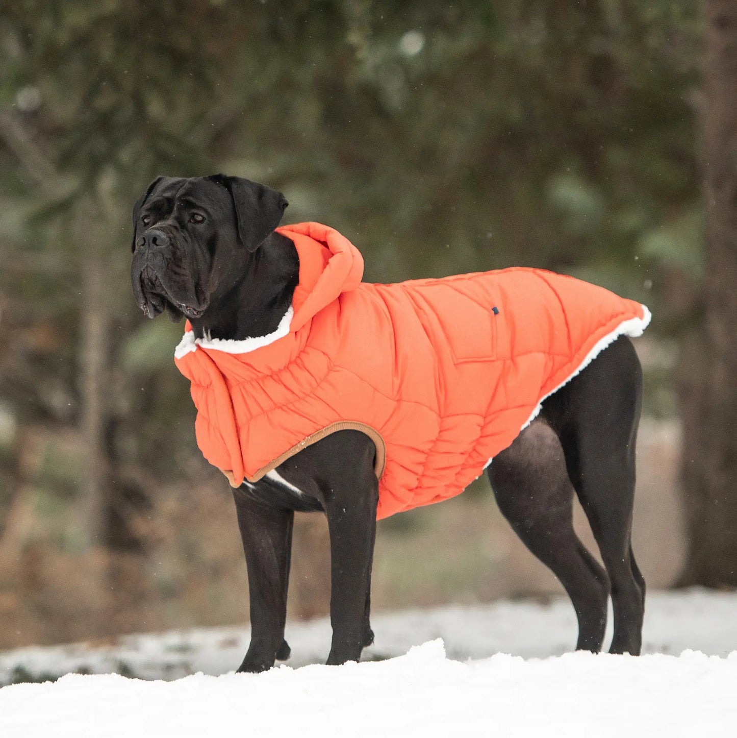 The Puff Parka - Orange - Image #4