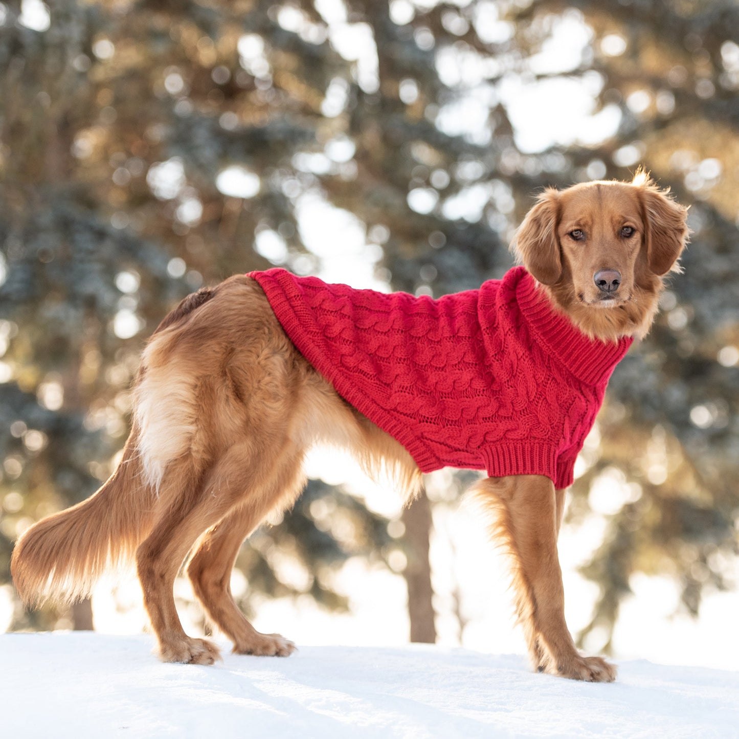 Chalet Dog Sweater - Red - Executive-Skincare